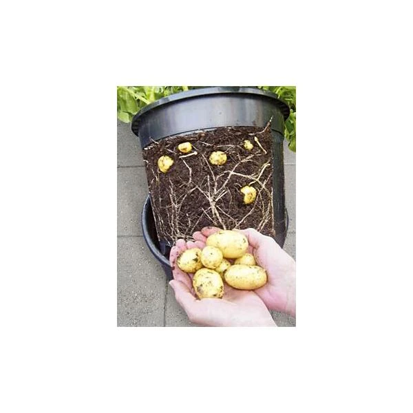 ESSCHERT DESIGN Aardappelpot - PotatoPot - 12 Liter 2 ESSCHERT DESIGN Aardappelpot - PotatoPot - 12 Liter - Afbeelding 2