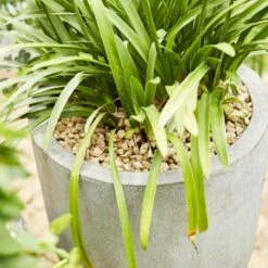 Compo Bio Granuplant Puimsteenkorrels - 40 L 10 Compo Bio Granuplant Puimsteenkorrels - 40 L -Gardena Winkel compo bio granuplant 40 l 1709199299 4 600