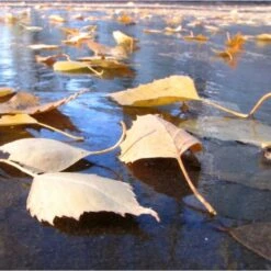 Fijnmazig Vijvernet 6 × 5 Meter -Gardena Winkel fijnmazig vijvernet 6 x 5 meter 1541778382 1 600