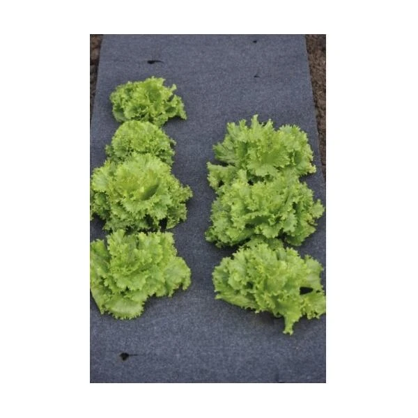 Gronddoek Vilt Met Openingen Voor Sla En Bonen - 60 Cm × 5 M - Afbeelding 3