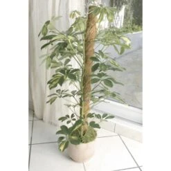 Kokos Kamerplantensteun - Plantstok Ø45 Mm × 1 M -Gardena Winkel kokos plantensteun 45 mm x 1 m 1622717806 3 600