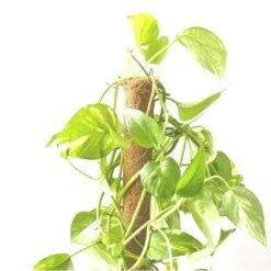 Kokos Kamerplantensteun - Plantstok Ø 45 Mm × 1,5 M -Gardena Winkel kokos plantstok 45 mm x 15 m 1622714996 4 600