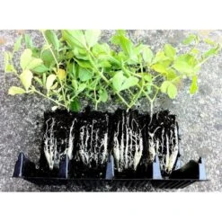 Kweektray Compact Rapid Root - 20 Cellen 6 Kweektray Compact Rapid Root - 20 Cellen -Gardena Winkel kweektray rapid root 20 cellen 1487670095 1 600