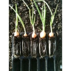 Kweektray Compact Rapid Root - 20 Cellen 7 Kweektray Compact Rapid Root - 20 Cellen -Gardena Winkel kweektray rapid root 20 cellen 1487680721 0 600