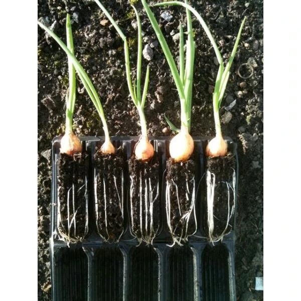 Kweektray Compact Rapid Root - 20 Cellen 3 Kweektray Compact Rapid Root - 20 Cellen - Afbeelding 3