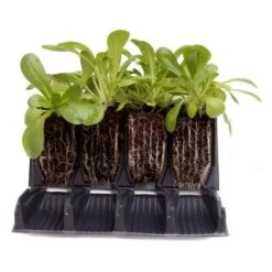 Kweektray Rapid Roots - 32 Cellen -Gardena Winkel kweektray rapid roots 32 cellen 1521399839 1 600