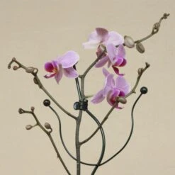 Orchideeënclips - Set Van 10 Stuks -Gardena Winkel orchideenclips 1486562634 0 600