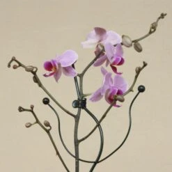Orchideeënsteun -Gardena Winkel orchideensteun 1484052768 4 600