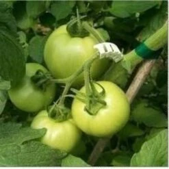 Tomaten Trossteun Wit - Set Van 100 Stuks -Gardena Winkel tomatentrossteunen 1484056718 4 600