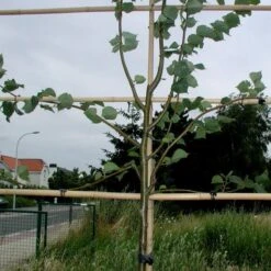 Vigne-fix 7 Cm Plantenbinder - 500 G -Gardena Winkel vignefix 7 cm plantenbinder 1547134454 1 600