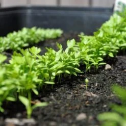 Zaaibak Zwart 57 × 42 × 8 Cm 9 Zaaibak Zwart 57 × 42 × 8 Cm -Gardena Winkel zwarte zaaibak 55 x 40 x 8 cm 1484055699 5 600